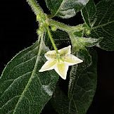 Capsicum villosum Sendtn. var. muticum Sendtn.