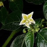 Capsicum villosum Sendtn. var. muticum Sendtn.