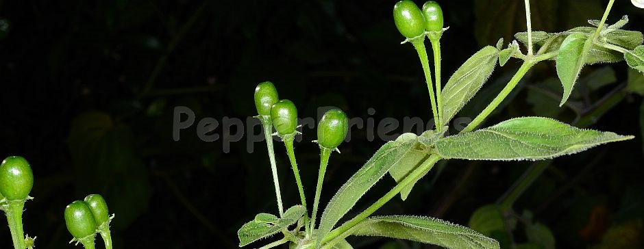 Capsicum baccatum L. var. baccatum