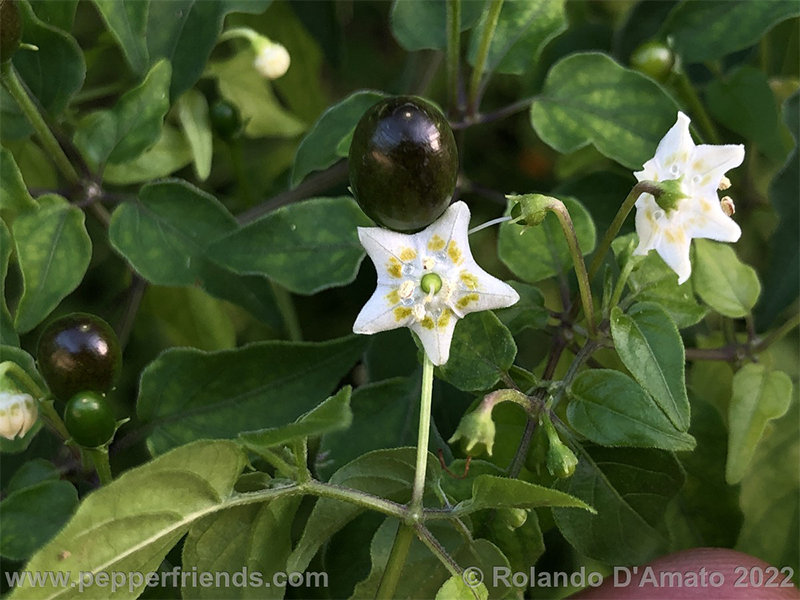 Capsicum-baccatum-var-baccatum-br01_001_10_1_0002_img_2907-2.jpg