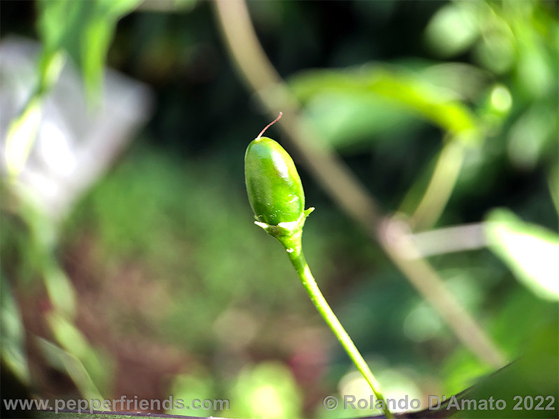 Capsicum-baccatum-var-baccatum-br01_001_11_1_0008_13.png.41f0b33feffd01f54ffd700c41206a0f.jpg