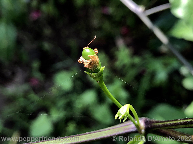 Capsicum-baccatum-var-baccatum-br01_001_12_1_0019_Sfondo.jpg