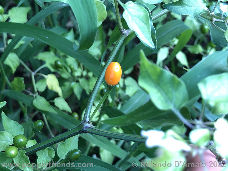 Capsicum-baccatum-var-baccatum-br01_001_13_1_0001_img_2912.jpg