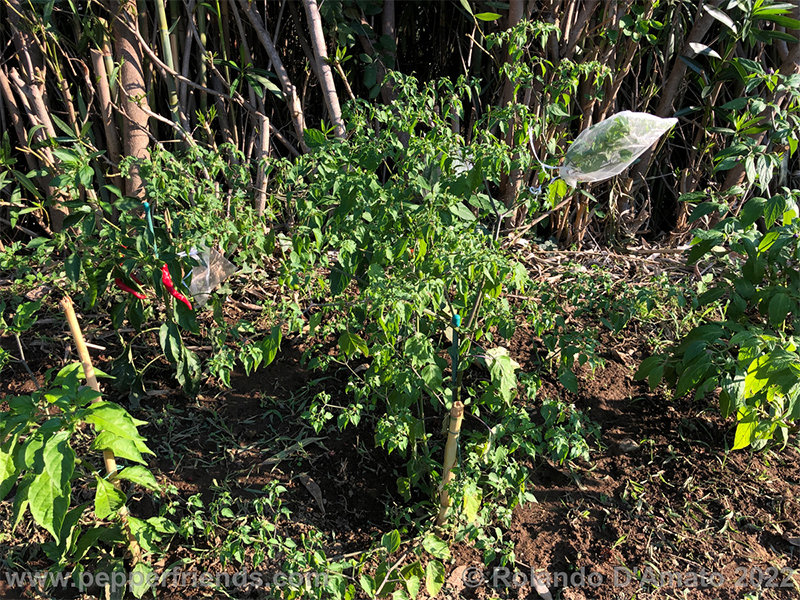 Capsicum-baccatum-var-baccatum-br01_001_17_1_0010_10.jpg