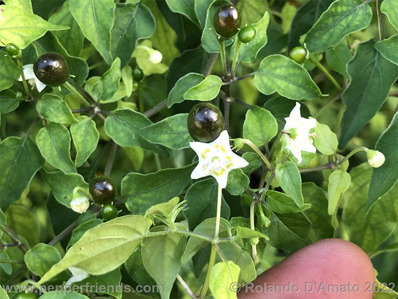 Capsicum-baccatum-var-baccatum-br01_001_18_1_0003_img_2902.jpg