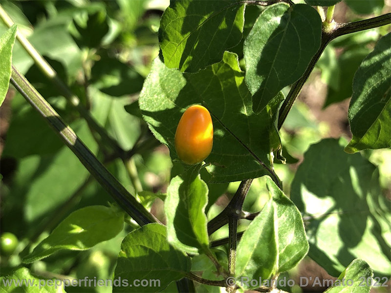 Capsicum-baccatum-var-baccatum-br01_001_19_1_0007_img_2210.jpg