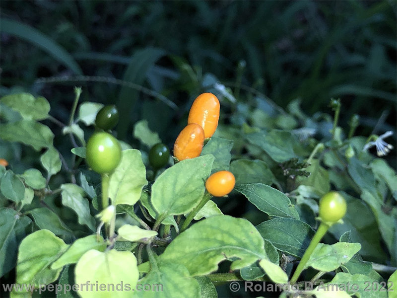 Capsicum-baccatum-var-baccatum-br01_001_20_1_0000_img_2916.jpg