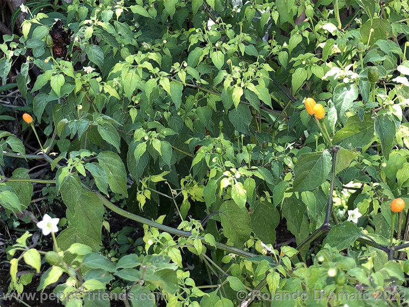 Capsicum-baccatum-var-baccatum-br01_001_2_1_0006_img_2303.jpg