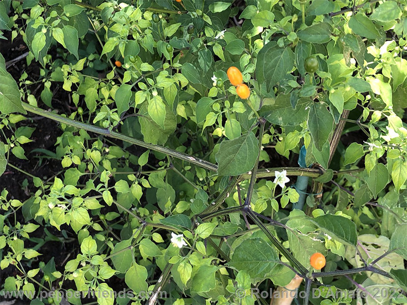 Capsicum-baccatum-var-baccatum-br01_001_3_1_0004_img_2306.jpg