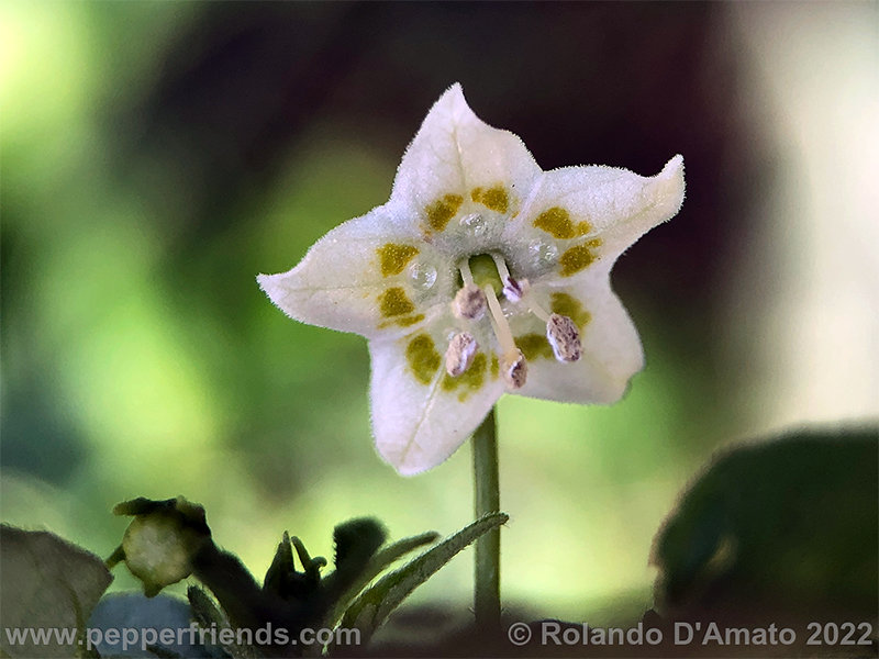 Capsicum-baccatum-var-baccatum-br01_001_4_1_0009_12.png.46bbfa84b9e583a08b0fc4f8c4095f49.jpg