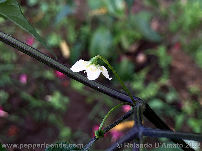 Capsicum-baccatum-var-baccatum-br01_001_5_1_0013_3.png.ced02894222a20fadf8fc98486f90e05.jpg