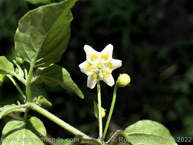 Capsicum-baccatum-var-baccatum-br01_001_6_1_0016_2.jpg