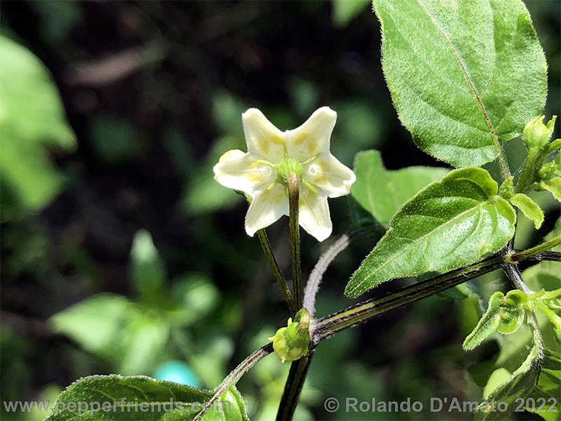 Capsicum-baccatum-var-baccatum-br01_001_7_1_0014_3.jpg