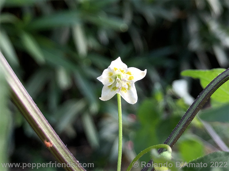 Capsicum-baccatum-var-baccatum-br01_001_8_1_0017_1.png.50679290e88c0e0ae9604af19f00a6db.jpg