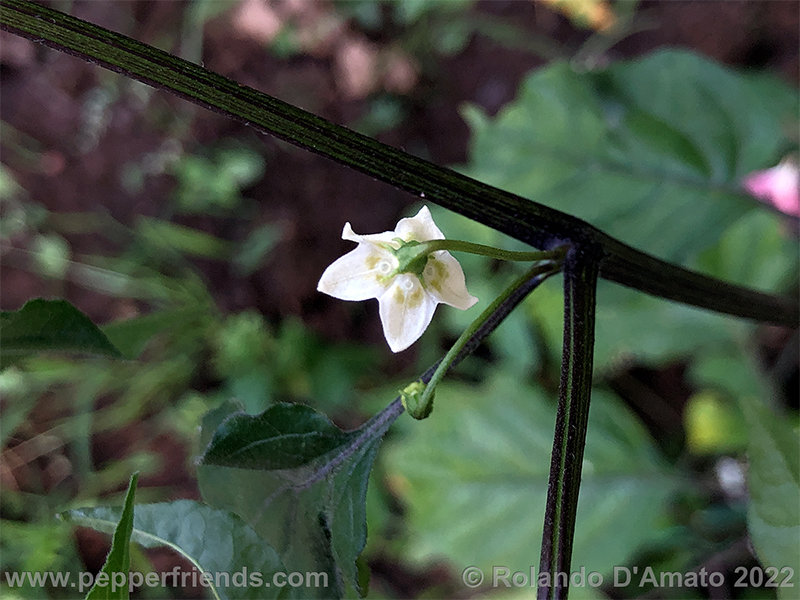 Capsicum-baccatum-var-baccatum-br01_001_9_1_0015_2.png.5614e93ca2848bf12b250f40ef2652b1.jpg