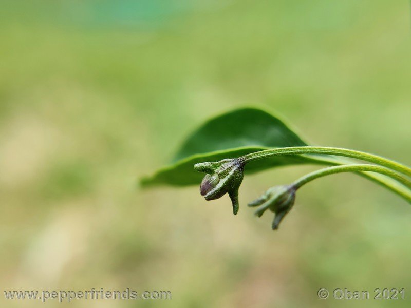 cardenasii-usda_005_fiore_01.jpg