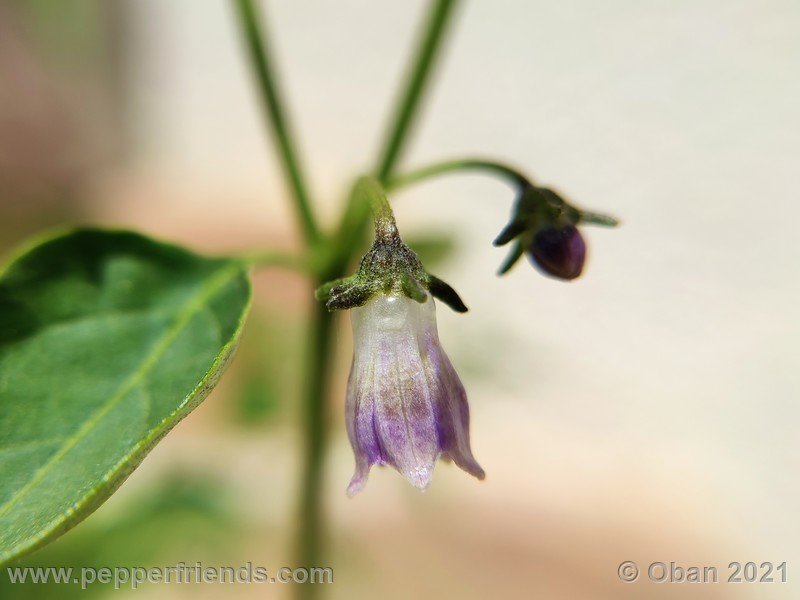 cardenasii-usda_005_fiore_02.jpg