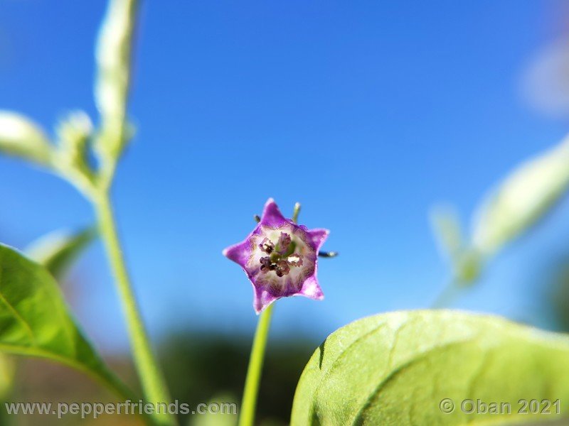 cardenasii-usda_005_fiore_05.jpg