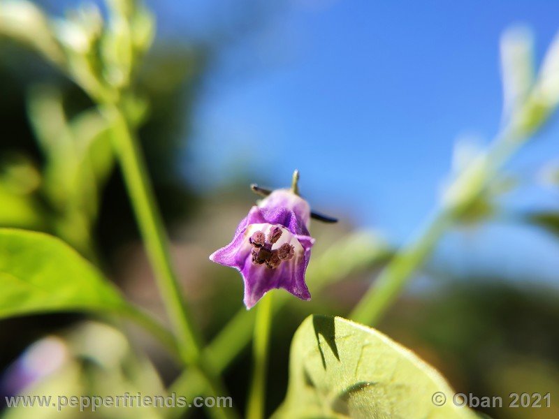 cardenasii-usda_005_fiore_06.jpg