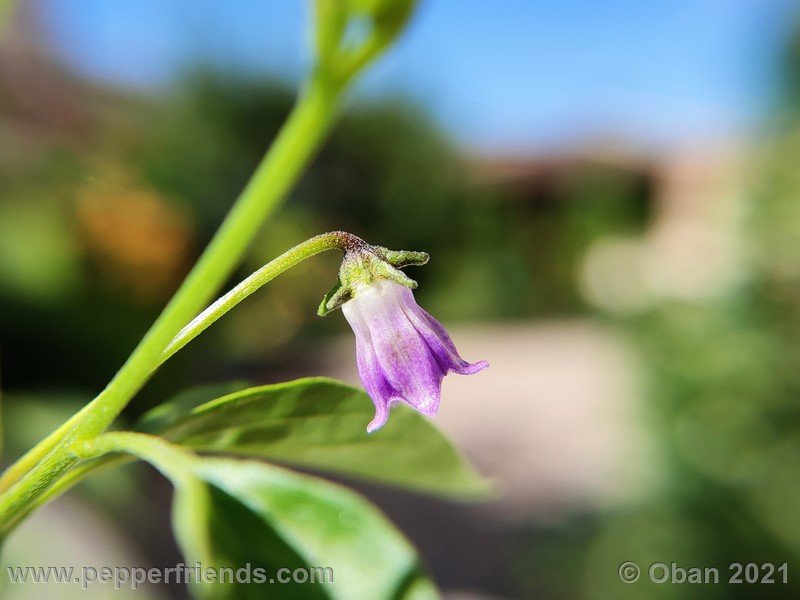 cardenasii-usda_005_fiore_07.jpg