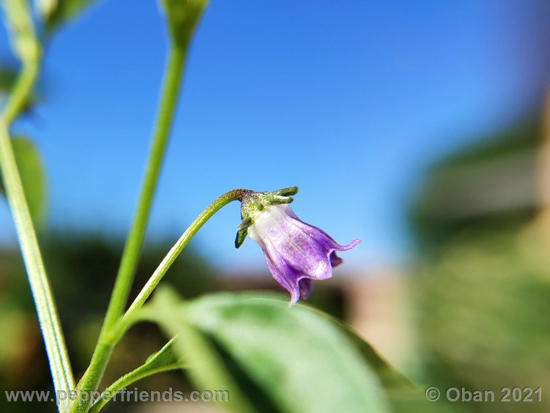 cardenasii-usda_005_fiore_08.jpg