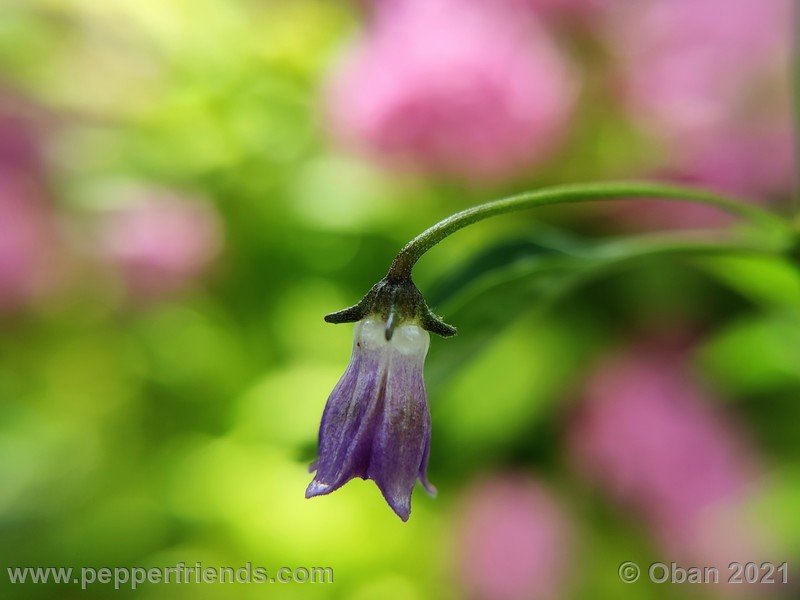 cardenasii-usda_005_fiore_09.jpg