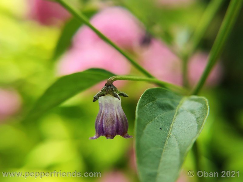 cardenasii-usda_005_fiore_10.jpg