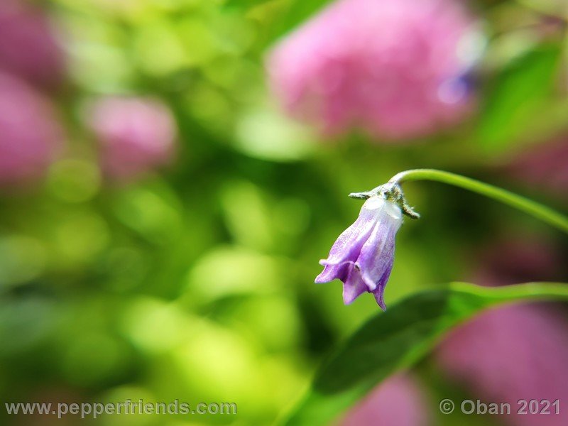 cardenasii-usda_005_fiore_11.jpg