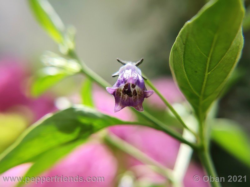 cardenasii-usda_005_fiore_13.jpg