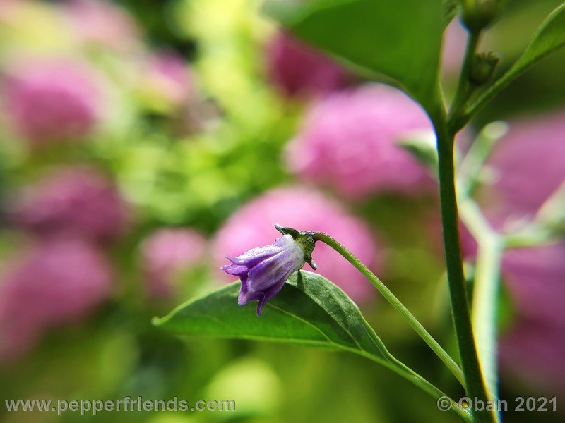 cardenasii-usda_005_fiore_14.jpg