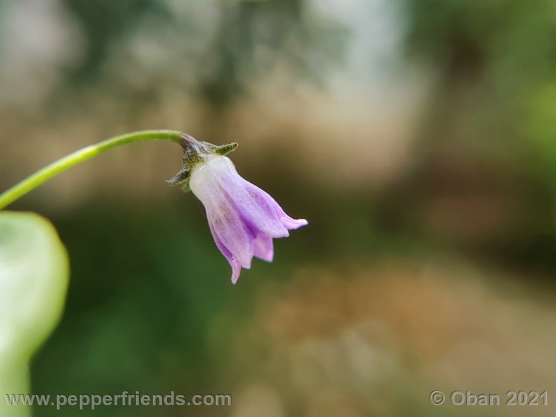 cardenasii-usda_005_fiore_15.jpg