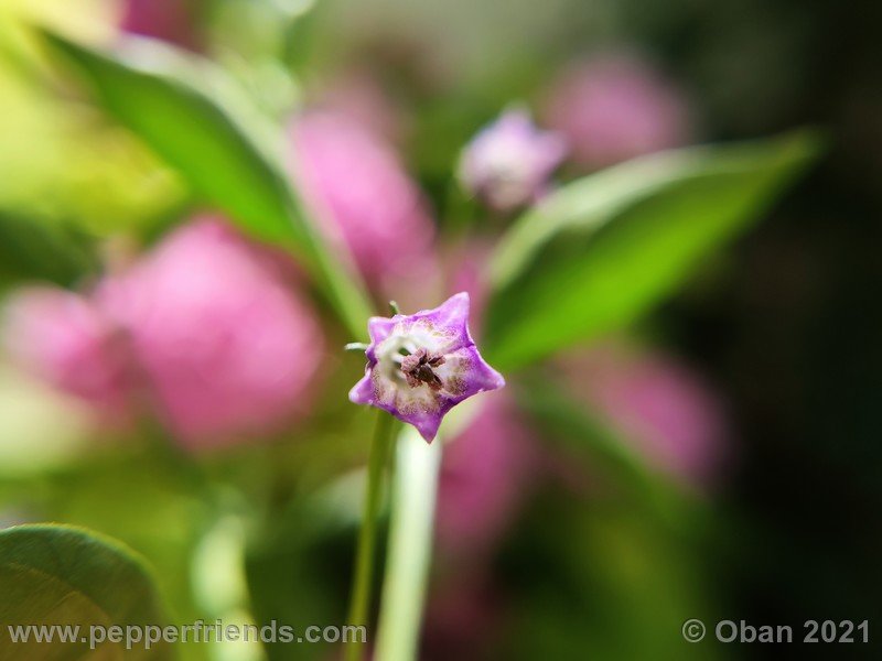 cardenasii-usda_005_fiore_16.jpg