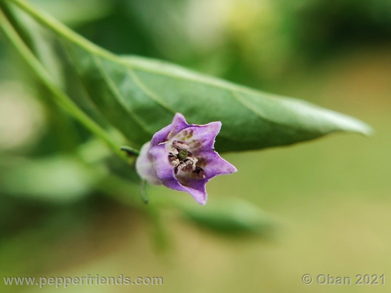 cardenasii-usda_005_fiore_18.jpg