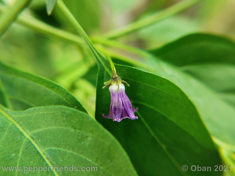 cardenasii-usda_005_fiore_19.jpg