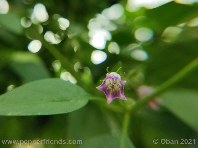 cardenasii-usda_005_fiore_20.jpg