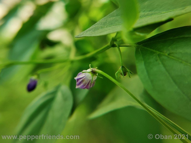 cardenasii-usda_005_fiore_22.jpg