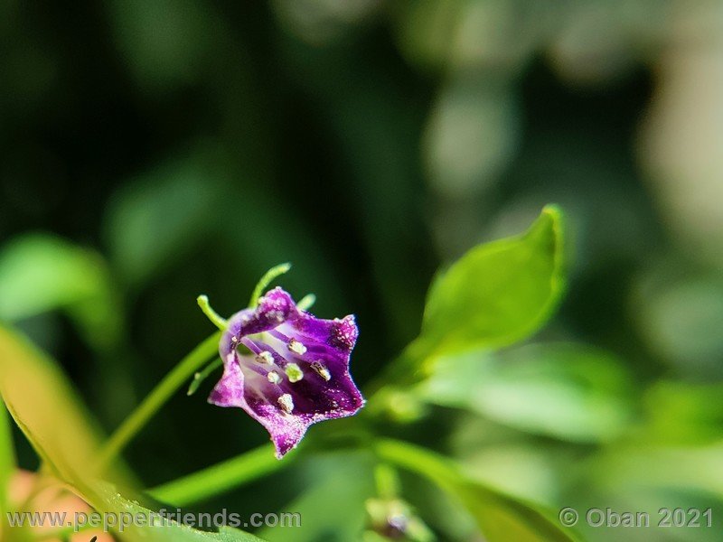 cardenasii-usda_005_fiore_23.jpg