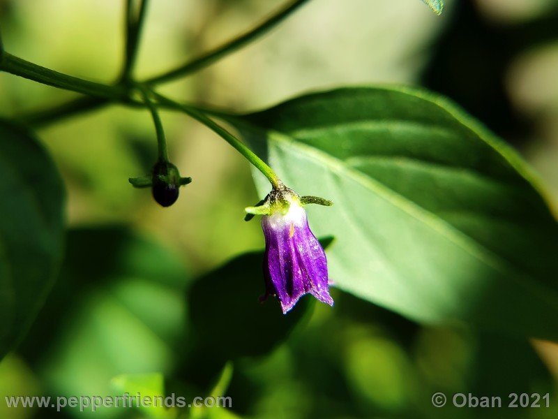 cardenasii-usda_005_fiore_24.jpg