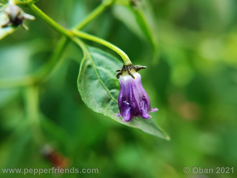 cardenasii-usda_005_fiore_25.jpg