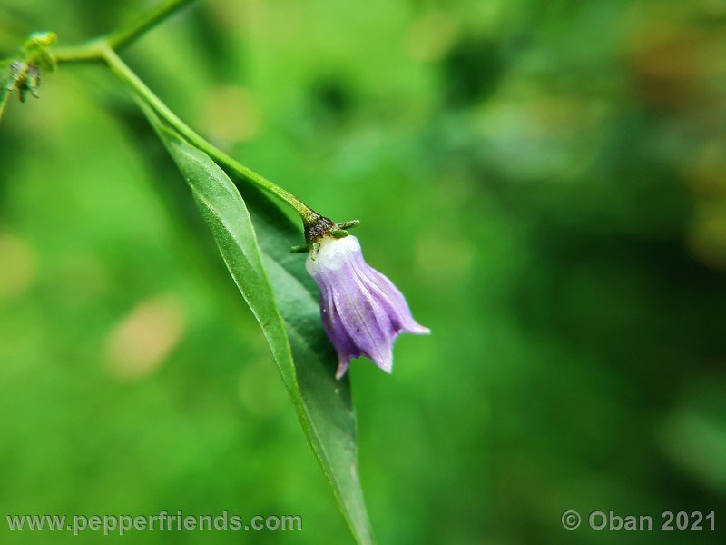 cardenasii-usda_005_fiore_29.jpg