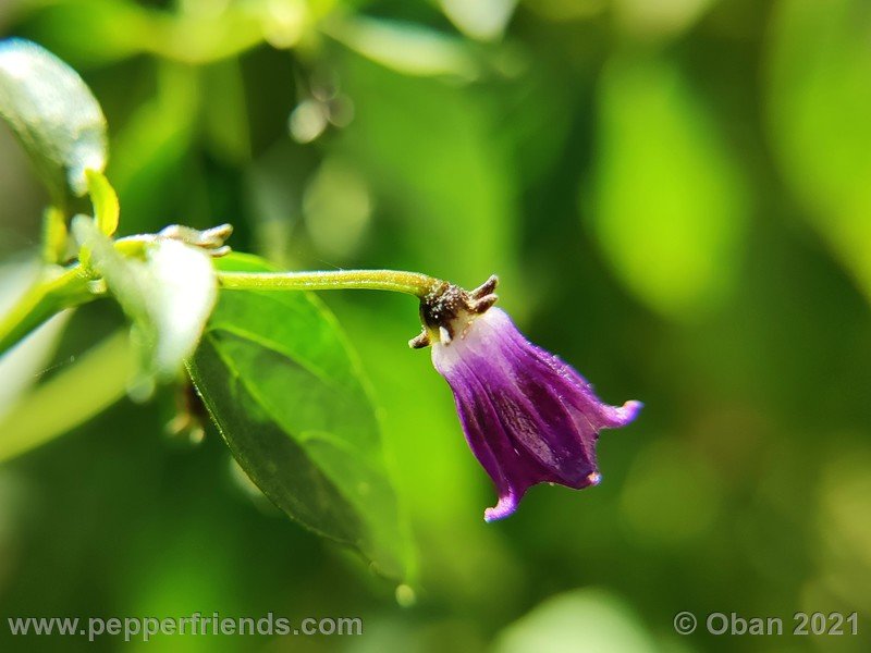 cardenasii-usda_005_fiore_31.jpg