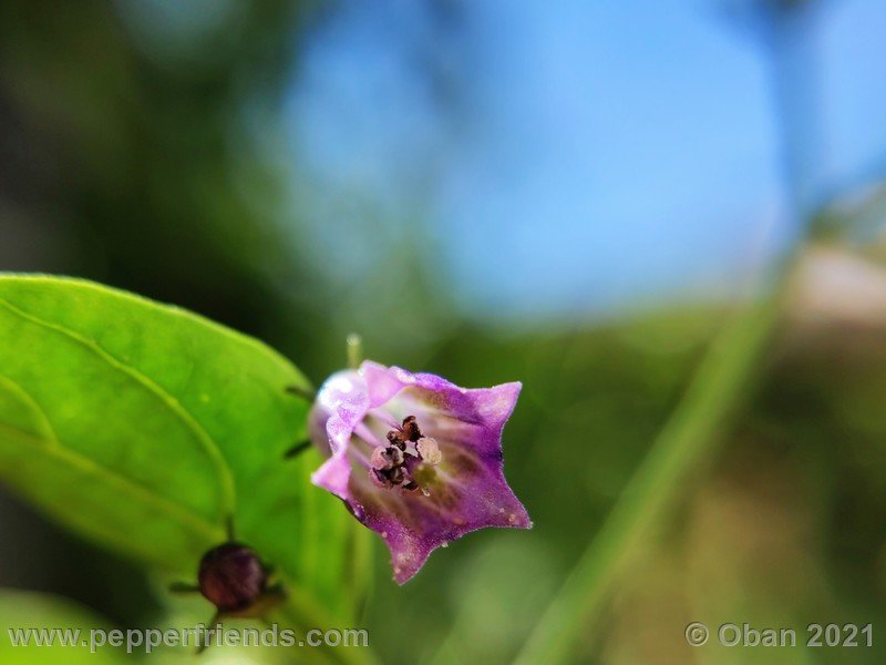 cardenasii-usda_005_fiore_32.jpg