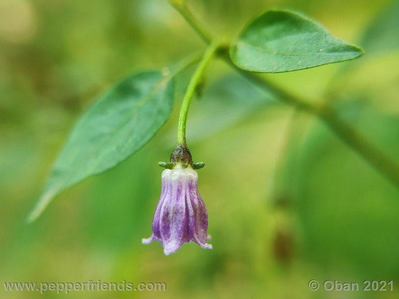 cardenasii-usda_005_fiore_33.jpg