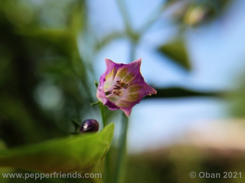 cardenasii-usda_005_fiore_35.jpg