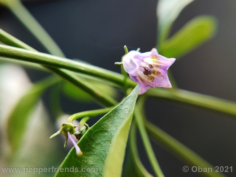 cardenasii-usda_005_fiore_37.jpg