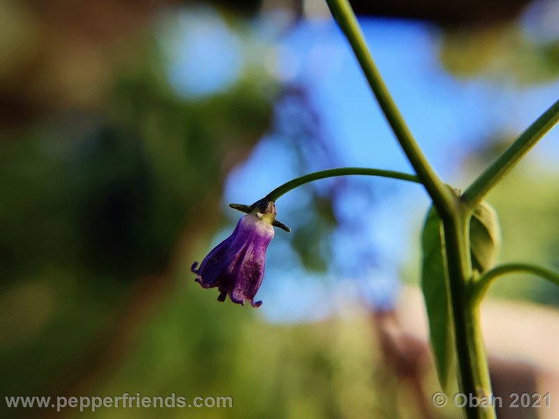 cardenasii-usda_005_fiore_39.jpg