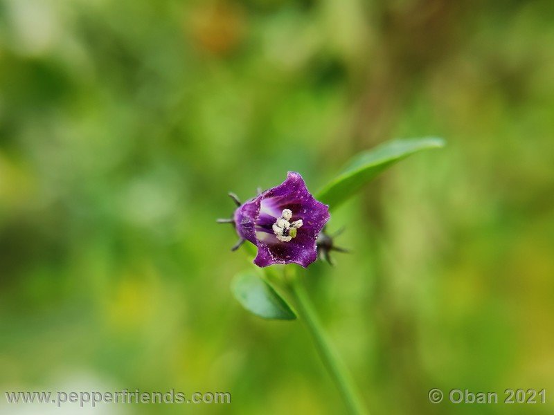 cardenasii-usda_005_fiore_40.jpg