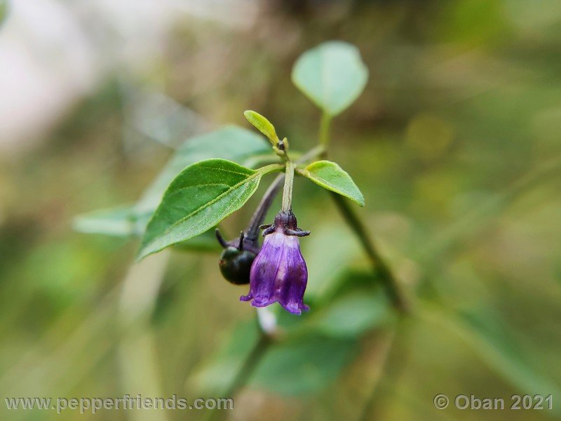 cardenasii-usda_005_fiore_43.jpg