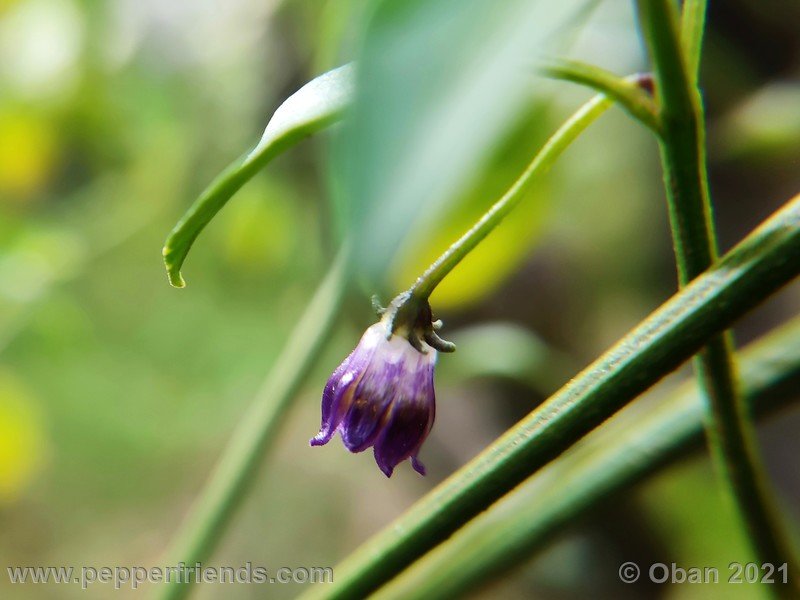 cardenasii-usda_005_fiore_44.jpg