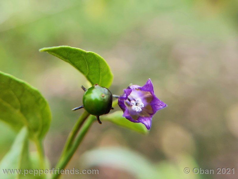 cardenasii-usda_005_fiore_45.jpg